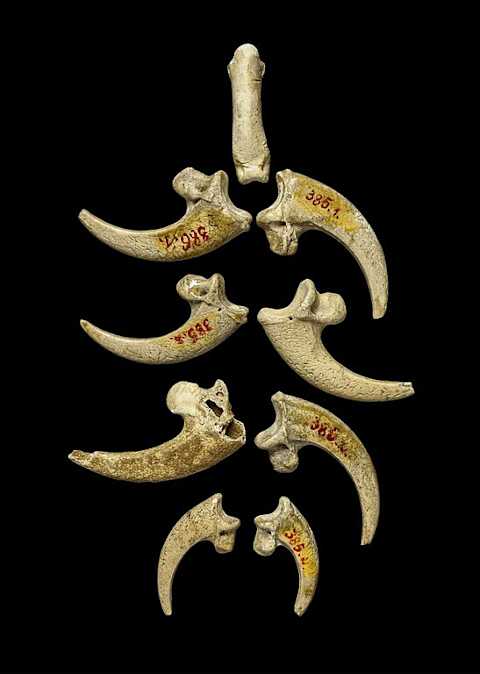 White-tailed eagle talons from the Krapina Neanderthal site in present-day Croatia, dating to approximately 130,000 years ago, may have been part of a Neanderthal jewelry assemblage.