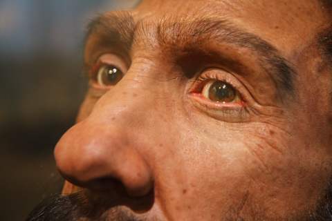 A close-up of a model of a Neanderthal man at the National Museum of Natural History.