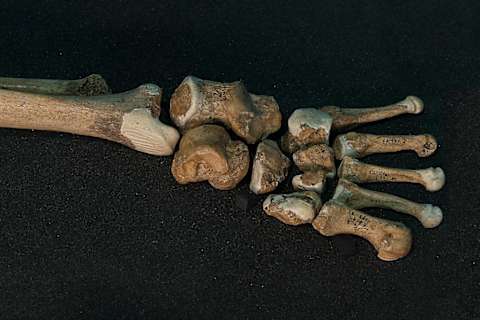 Bones in a Neanderthal person’s foot.