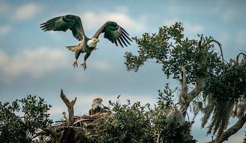 A bald eagle prepares to land on its nest, where its mate waits.