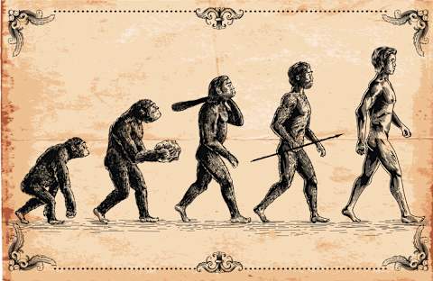 A (misleading) representation of human evolution.