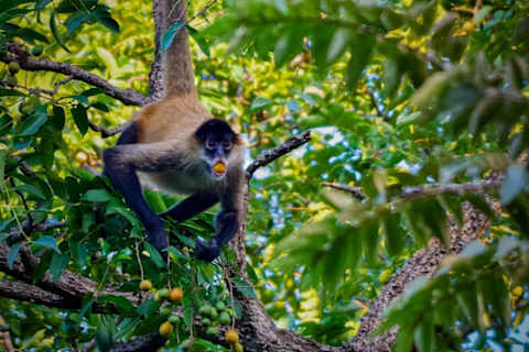 A spider money hangs from a tree limb while eating mombin fruit.