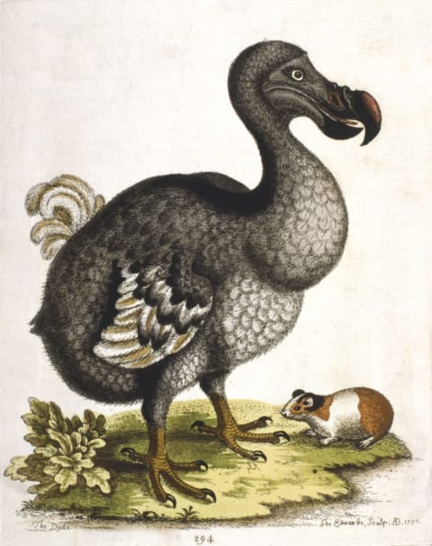 The dodo.