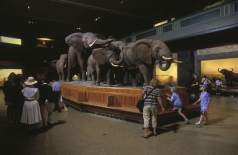 The Akeley Hall of African Mammals.