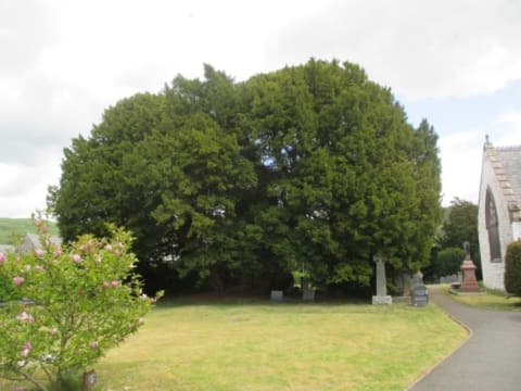 The ancient yew tree at St. Digain’s Church, Llangernyw.