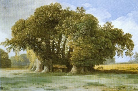 A 1777 of the tree.