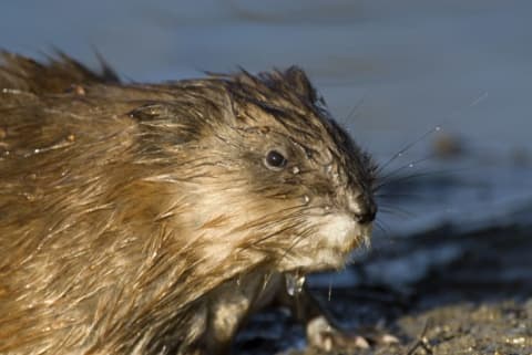 A photo of a muskrat