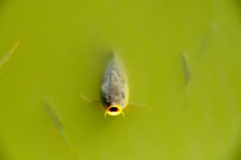 A hungry-looking carp rising out of the water