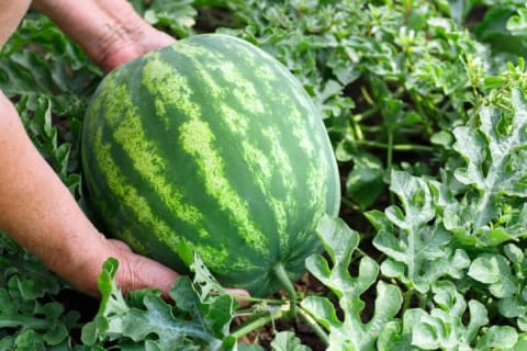 A watermelon in a garden