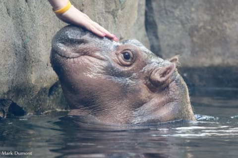 Cincinnati's most famous hippo.