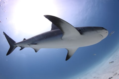 A modern Carcharhinus shark, similar to the fossil shark found in the early Miocene flooding.