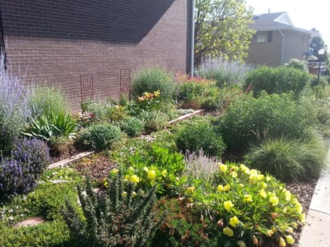 Don Ireland replaced his own lawn with a colorful garden filled with native plants.