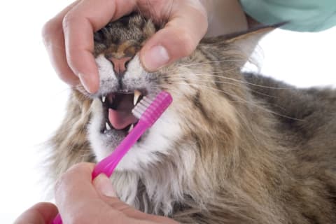 A pet owner brushing his Maine Coon cat's teeth