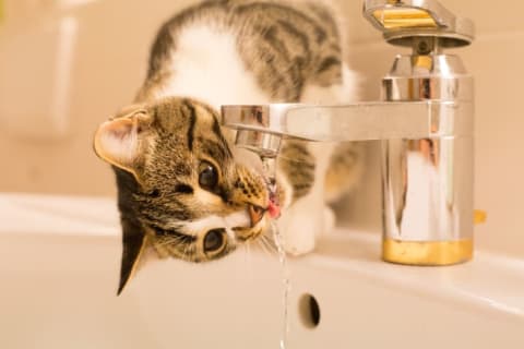 Striped cat drinking from a water faucet.