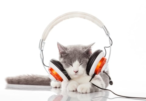 Gray kitten closes eyes while having headphones on.