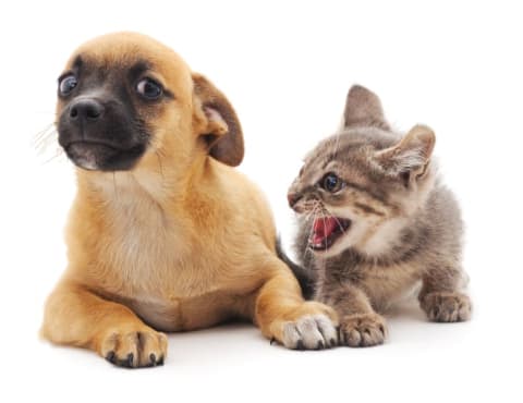 Kitten screams at scared-looking puppy.