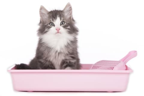 Fluffy gray cat sitting in a pink litter box.