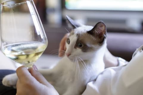 White and brown cat stares at a glass of white wine.