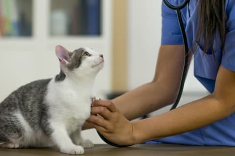 White and gray cat looks up at a vet.