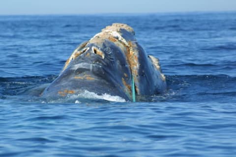 A North Atlantic right whale with fishing line embedded in its jaw.