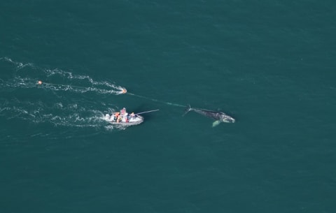 A team of state and federal biologists help an entangled right whale off Daytona Beach, Florida.