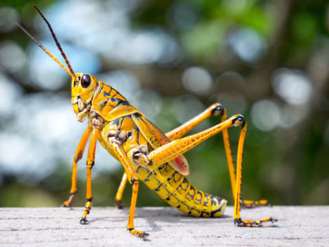 As its name suggests, the lubber grasshopper is said to be quite clumsy.