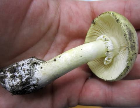 A death cap mushroom