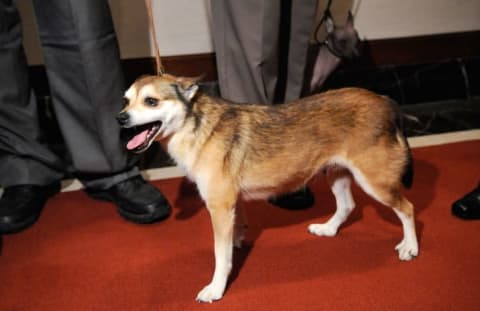 A Norwegian Lundehund shows out at the American Kennel Club Offices in New York City in 2011.