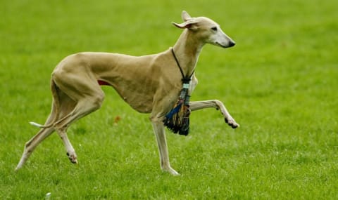 A Azawakh take the field at London's Greatest Dog Show in the World in 2004.