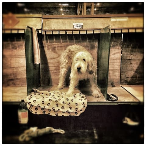 Otterhound dog