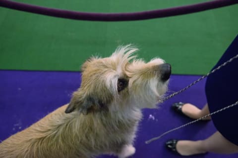 A Berger Picard takes the floor at the 2016 Westminster Kennel Club dog show in New York City.