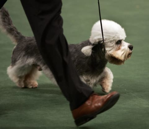 A Dandie Dinmont Terrier makes the rounds at Westminster Kennel Club's 131st Annual Dog Show in 2007.