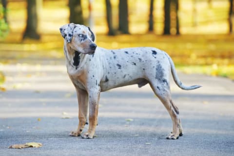 Catahoula Leopard dog