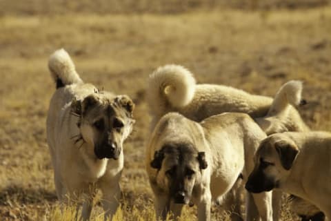 Anatolian Shepherds