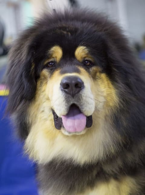 Tibetan Mastiff