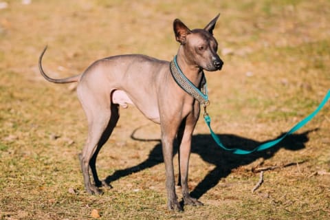 A Xoloitzcuintli, also know as a Mexican Hairless Dog