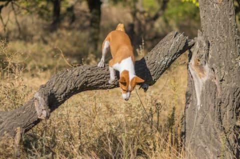 A Basenji dog perches on a branch