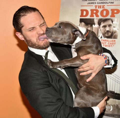 Tom Hardy and Zora, his canine co-star in The Drop (2004), attend the movie's New York City premiere.