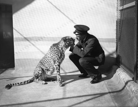 A zookeeper befriends Felix the cheetah on September 30, 1930. Location unknown.