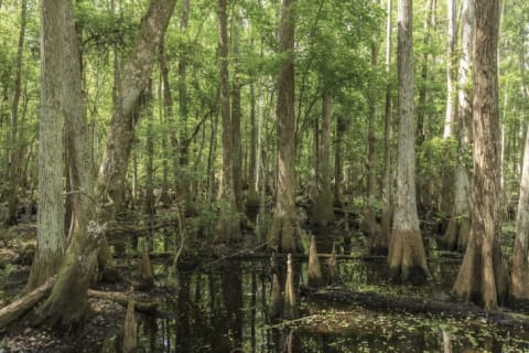 A cypress swamp.