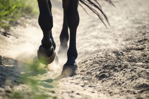 Close up of a black horse's hooves as it walks through the dirt.