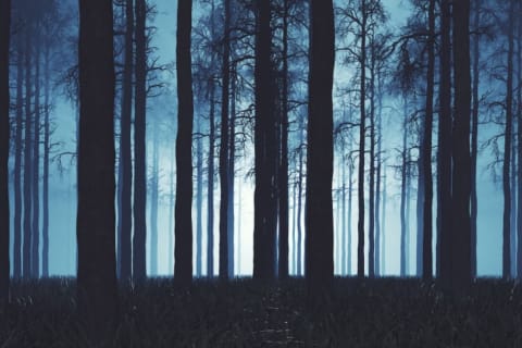 A spooky forest.