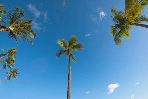 Blue skies and coconut trees in Hawaii.