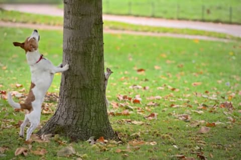 A dog looking for a squirrel up in a tree, but the squirrel is on the other side of the tree.