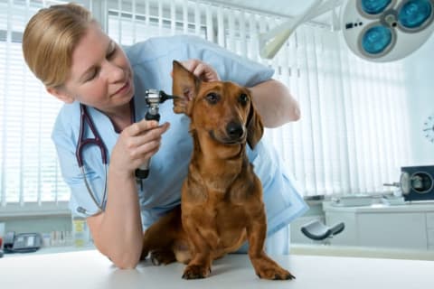 A vet looking into a dog's ear.