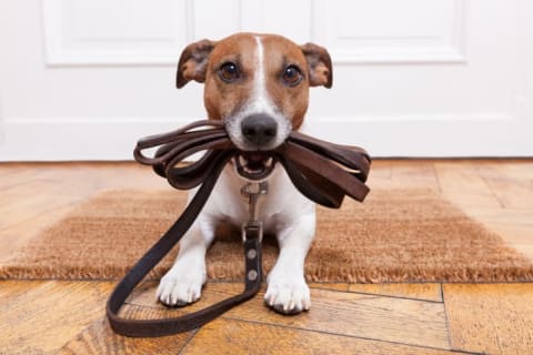 A small dog holding a leash in its mouth.