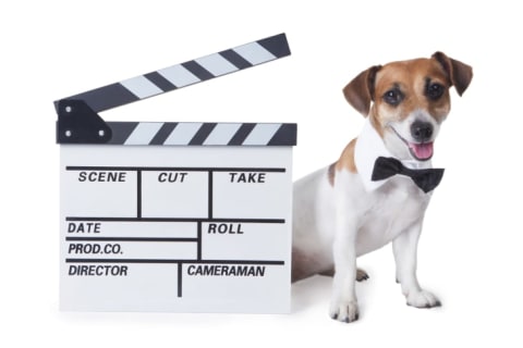 A dog wearing a bowtie, standing behind a slate for a movie.