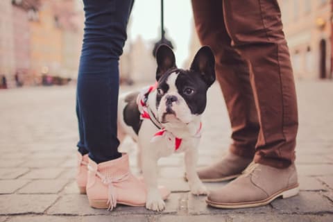 Two people from the knees down standing close together with a black and white dog between them.