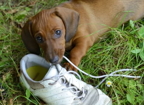 A dachshund puppy plays with a shoe outside in grass.