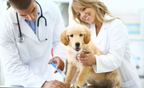 A vet giving a shot to a golden retriever puppy.